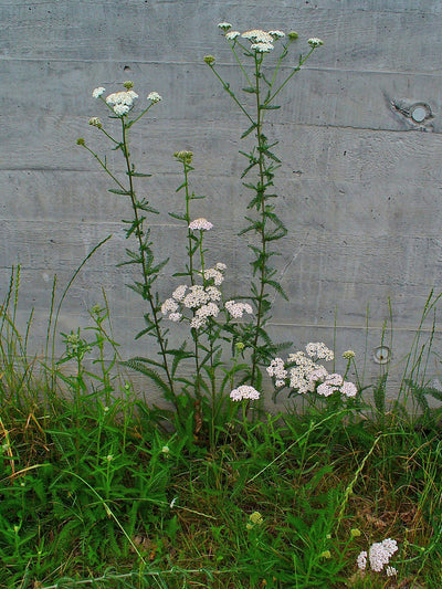 Millefeuille — Achillea millefolium