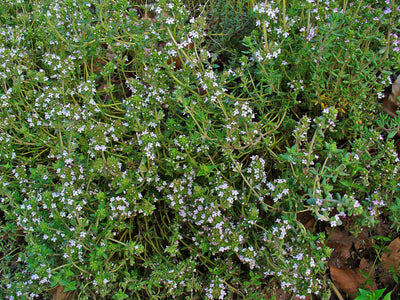 Thym — Thymus vulgaris