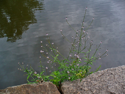 Verveine — Verbena officinalis