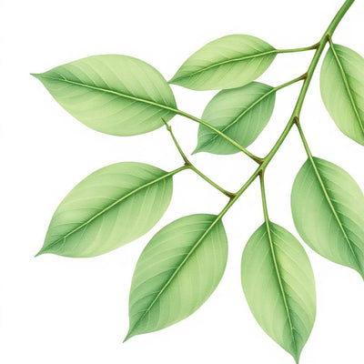Plantain majeur — Plantago major